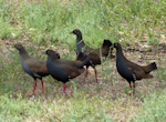 Black-tailed native-hen. Adults. Near Hawker, South Australia, October 2013. Image © Alan Tennyson by Alan Tennyson.