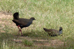 Black-tailed native-hen. Adults. Near Hawker, South Australia, October 2013. Image © Alan Tennyson by Alan Tennyson.