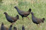 Black-tailed native-hen. Adults. Near Hawker, South Australia, October 2013. Image © Alan Tennyson by Alan Tennyson.