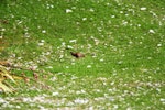 Black-tailed native-hen. Adult. Lake Hood, Ashburton, September 2002. Image © Nicholas Allen by Nicholas Allen.