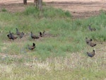 Black-tailed native-hen. Flock of adults. Near Hawker, South Australia, October 2013. Image © Alan Tennyson by Alan Tennyson.