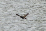 Black-tailed native-hen. Adult in flight. Flinders University, Adelaide, Australia, September 2013. Image © Alan Tennyson by Alan Tennyson.