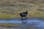 Common moorhen. Adult (subspecies orientalis). Wundi, Taiwan, May 2009. Image © Nigel Voaden by Nigel Voaden.