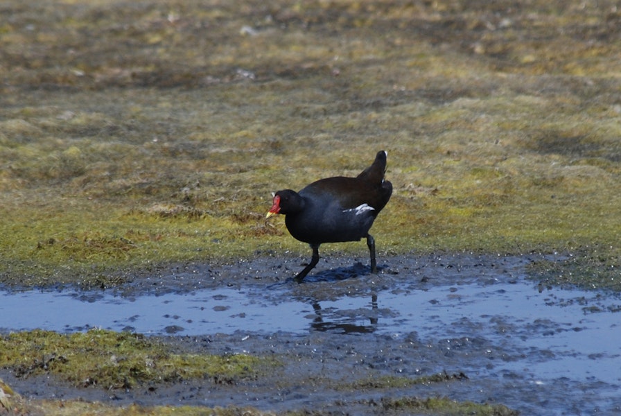 Common moorhen. Adult (subspecies orientalis). Wundi, Taiwan, May 2009. Image © Nigel Voaden by Nigel Voaden.