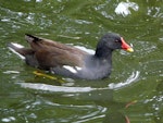 Common moorhen. Adult (subspecies chloropus). London, England, July 2012. Image © Alan Tennyson by Alan Tennyson.