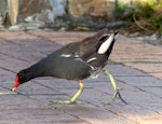 Common moorhen. Adult (subspecies meridionalis). Green Point, Cape Town, November 2015. Image © Alan Tennyson by Alan Tennyson.