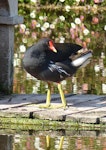 Common moorhen. Adult (subspecies chloropus). Torquay, England, June 2015. Image © Alan Tennyson by Alan Tennyson.