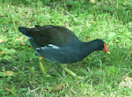 Common moorhen. Adult (subspecies chloropus). London Zoo, August 2017. Image © Alan Tennyson by Alan Tennyson.