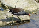 Common moorhen. Adult (subspecies G. c. chloropus). Crystal Palace, London, April 2018. Image © Alan Tennyson by Alan Tennyson.