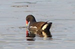 Common moorhen. Adult swimming (subspecies meridionalis). Green Point, Cape Town, November 2015. Image © Alan Tennyson by Alan Tennyson.