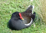 Common moorhen. Adult (subspecies chloropus). Crystal Palace, London, April 2018. Image © Alan Tennyson by Alan Tennyson.