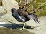 Common moorhen. Adult (subspecies chloropus). Crystal Palace, London, April 2018. Image © Alan Tennyson by Alan Tennyson.