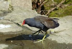 Common moorhen. Adult (subspecies chloropus). Crystal Palace, London, April 2018. Image © Alan Tennyson by Alan Tennyson.