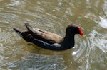 Common moorhen. Adult swimming (subspecies chloropus). Crystal Palace, London, April 2018. Image © Alan Tennyson by Alan Tennyson.