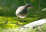 Common moorhen. Juvenile (subspecies chloropus). London Zoo, August 2017. Image © Alan Tennyson by Alan Tennyson.