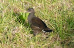 Common moorhen. Juvenile (subspecies meridionalis). Green Point, Cape Town, November 2015. Image © Alan Tennyson by Alan Tennyson.