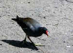 Common moorhen. Adult (subspecies chloropus). Den Helder, The Netherlands, June 2008. Image © Joke Baars by Joke Baars.