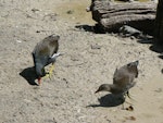 Common moorhen. Adult and immature (subspecies chloropus). Den Helder, The Netherlands, June 2008. Image © Joke Baars by Joke Baars.