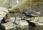 Common moorhen. Adult pair (subspecies chloropus). Crystal Palace, London, April 2018. Image © Alan Tennyson by Alan Tennyson.