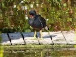 Common moorhen. Adult (subspecies chloropus). Torquay, England, June 2015. Image © Alan Tennyson by Alan Tennyson.