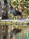 Common moorhen. Adult (subspecies chloropus). Torquay, England, June 2015. Image © Alan Tennyson by Alan Tennyson.