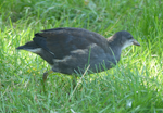 Common moorhen. Immature (subspecies chloropus). London Zoo, August 2017. Image © Alan Tennyson by Alan Tennyson.