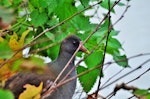 Common moorhen. Subadult (subspecies chloropus), hiding behind leaves. Auxerre, France, November 2015. Image © Cyril Vathelet by Cyril Vathelet.