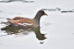 Common moorhen. Subadult (subspecies chloropus) swimming. Auxerre, France, November 2015. Image © Cyril Vathelet by Cyril Vathelet.