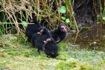 Common moorhen. Group of chicks (subspecies chloropus). Baie de Somme, France, July 2016. Image © Cyril Vathelet by Cyril Vathelet.