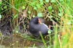 Common moorhen. Adult (subspecies chloropus). Baie de Somme, France, July 2016. Image © Cyril Vathelet by Cyril Vathelet.