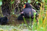 Common moorhen. Adult and chick begging for food (subspecies chloropus). Baie de Somme, France, July 2016. Image © Cyril Vathelet by Cyril Vathelet.