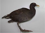 Common moorhen. Specimen in Canterbury Museum (AV2347) - sole New Zealand record. Otago. Image © Colin Miskelly by Colin Miskelly.