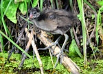 Common moorhen. Older chick (subspecies chloropus) showing its huge feet. Baie de Somme, July 2016. Image © Cyril Vathelet by Cyril Vathelet.