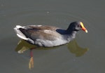 Dusky moorhen. Adult swimming. Centennial Park, Sydney, Australia, June 2009. Image © Alan Tennyson by Alan Tennyson.