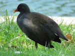 Dusky moorhen. Adult. Rockingham, Western Australia, January 2015. Image © Steve Mansfield by Steve Mansfield.