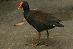 Dusky moorhen. Adult. Cairns, Queensland, Australia, August 2010. Image © Andrew Thomas by Andrew Thomas.