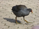 Dusky moorhen. Adult. Brisbane, Royal Botanic Gardens, May 2016. Image © Joke Baars by Joke Baars.