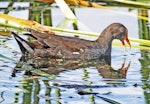 Dusky moorhen. Adult on water with bill open. Cairns area, Queensland, Australia, September 2010. Image © Dick Porter by Dick Porter.