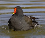 Dusky moorhen. Adult bathing. Geelong area, Victoria, Australia, August 2006. Image © Sonja Ross by Sonja Ross.