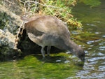 Dusky moorhen. Juvenile drinking. Rockingham, Western Australia, January 2015. Image © Steve Mansfield by Steve Mansfield.