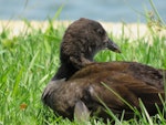 Dusky moorhen. Juvenile. Rockingham, Western Australia, January 2015. Image © Steve Mansfield by Steve Mansfield.