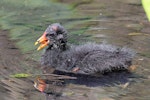 Dusky moorhen. Chick on water. Sydney, New South Wales, Australia, October 2015. Image © Duncan Watson by Duncan Watson.