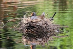 Dusky moorhen. Adult on nest. Sydney, New South Wales, Australia, October 2015. Image © Duncan Watson by Duncan Watson.