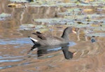 Dusky moorhen. Immature swimming. Centennial Park, Sydney, Australia, June 2009. Image © Alan Tennyson by Alan Tennyson.