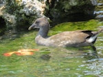 Dusky moorhen. Juvenile swimming. Rockingham, Western Australia, January 2015. Image © Steve Mansfield by Steve Mansfield.