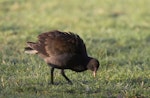 Dusky moorhen. Immature bird feeding. Royal Botanic Gardens, Melbourne, Victoria, Australia, March 2009. Image © Sonja Ross by Sonja Ross.