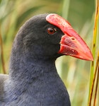 Pūkeko | Pukeko. Close view of adult head. Wanganui, November 2011. Image © Ormond Torr by Ormond Torr.