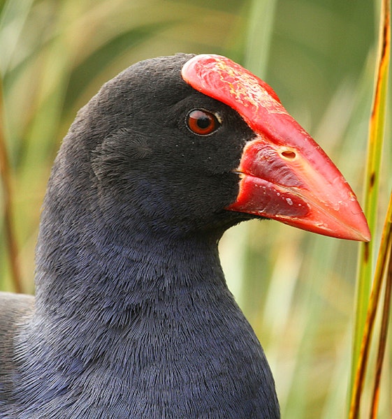 Pūkeko | Pukeko. Close view of adult head. Wanganui, November 2011. Image © Ormond Torr by Ormond Torr.