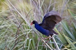 Pūkeko | Pukeko. Adult showing underwing. Tauranga, July 2012. Image © Raewyn Adams by Raewyn Adams.