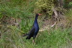 Pūkeko | Pukeko. Adult. Hot Water Beach, Coromandel. Image © Noel Knight by Noel Knight.